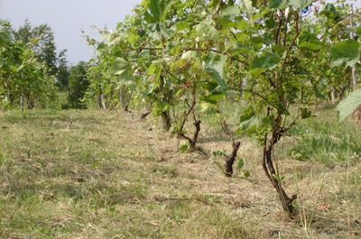 Vignes