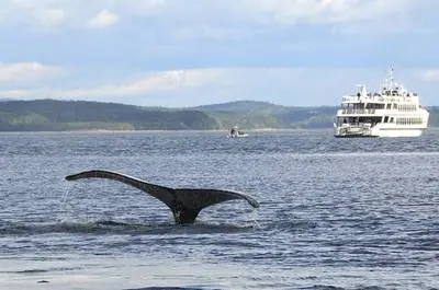 Observation des mammifères marins