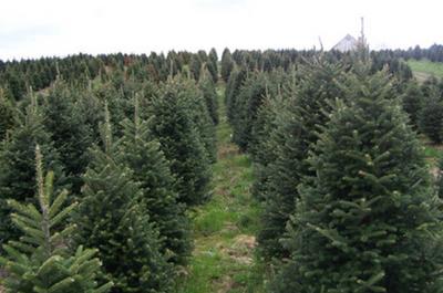 Sapins à cueillir