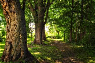 L'allée des plaines   © C.Duguay