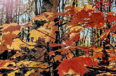 Feuilles d'érable   © J-F.Laplante