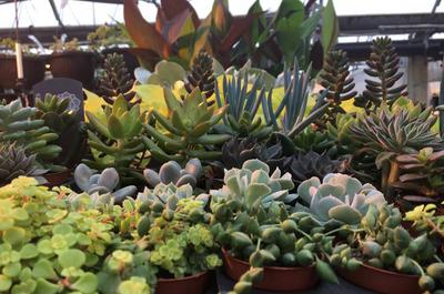 Plantes succulentes   © S.Ethier