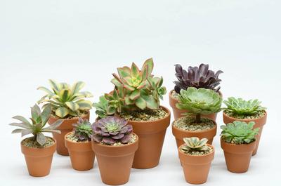Plantes en pots de grès   © J-M.Tremblay