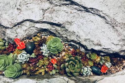 Succulentes   © C.Lavoie