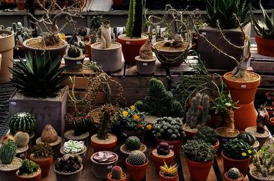 Cactus et succulentes   © J-M.Tremblay