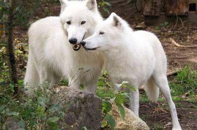 Loups arctiques   © Zoo Falardeau, S.Bergeron