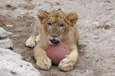 Lion   © Zoo Falardeau, S.Bergeron