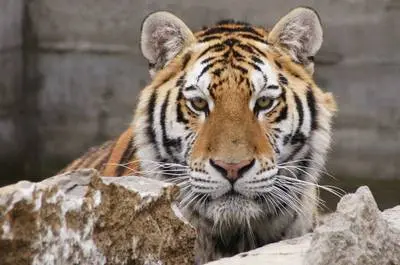 Tigre de Sibérie   © Zoo Falardeau, S.Bergeron