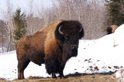 Bison   © Zoo Falardeau, S.Bergeron