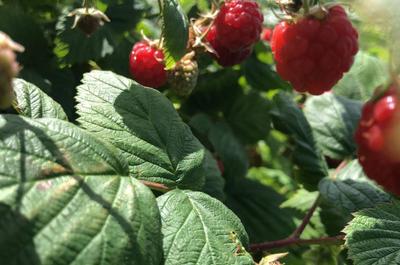 Belles framboises   © M.Labrecque