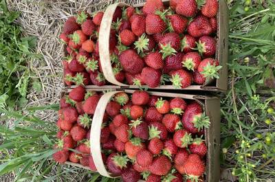 L'autocueillette de fraises   © M.Labrecque