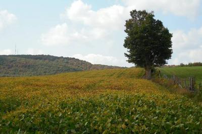 Paysage de campagne