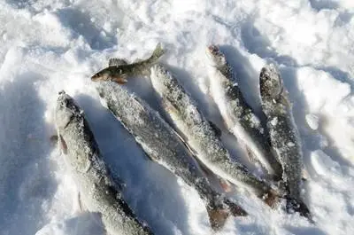 Pêche sur la glace   © Éco-site de la Tête du Lac Témiscouata