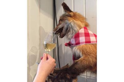 Le Renard