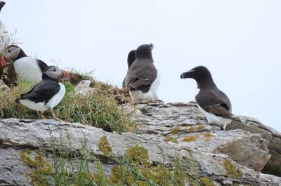 Macareux et petits pingouins   © P.Kavanagh