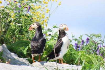 Un couple   © P.Kavanagh