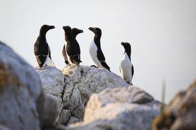 Observation des oiseaux marins   © N.Gagnon