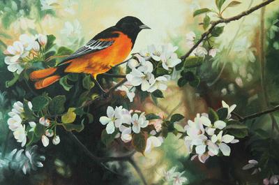 Oriole au vieux pommier