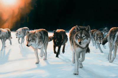 Exode vers une terre sans hommes – Loups gris