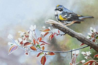Visite printanière – Paruline à croupion jaune