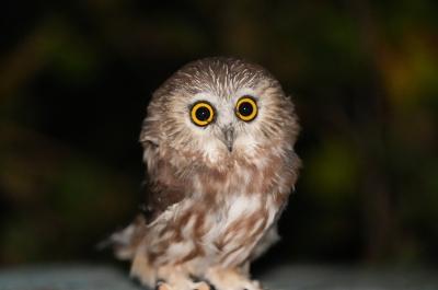 Festival des oiseaux migrateurs de la Côte-Nord