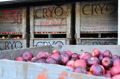 Saison des pommes   © H.Poliquin