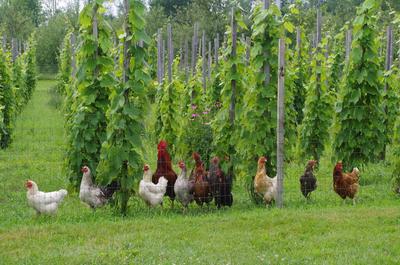 Poules dans les vignes   © Clos Saragnat