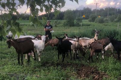 Marco et les chèvres   © Fromagerie La Maison Grise