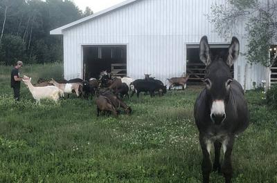 L'âne gardien   © Fromagerie La Maison Grise