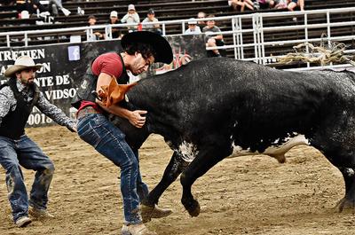Bull fight