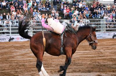 Chevaux rodéo