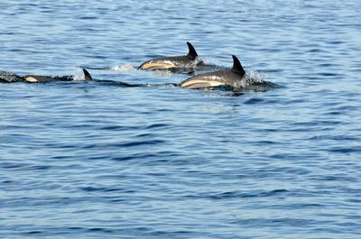 Dauphins à flancs blancs   © M.Debain