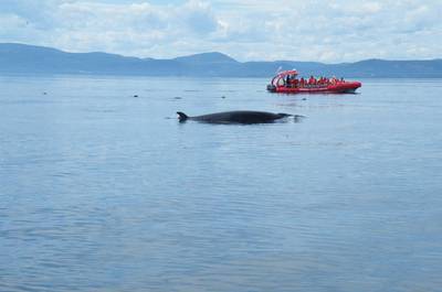 Zodiac 36 passagers   © Croisières Essipit