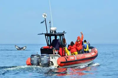 Croisières Essipit / excursions aux baleines