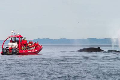 Baleines au large de Bergeronnes   © Croisières Essipit