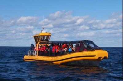 Les Croisières Neptune / Croisière Excursions aux baleines
