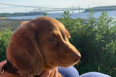 Chien   © La Cour arrière du Festibière de Lévis