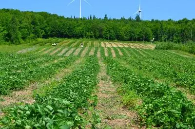 Champs de fraises   © J.Perron