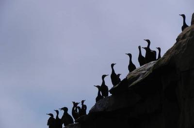 Les oiseaux sur la falaise