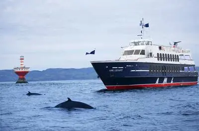 Croisière aux baleines (Rivière-du-Loup)