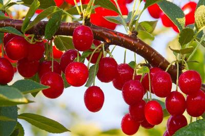 Cerises griottes