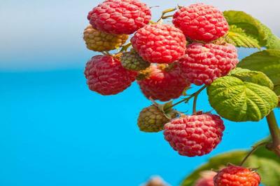 Framboises