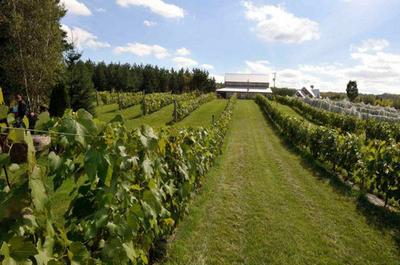 Champs de vignes