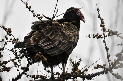 Ornithologie - Urubu   © Isabelle Caissy Photographie