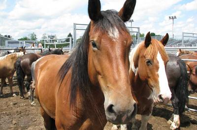 Chevaux