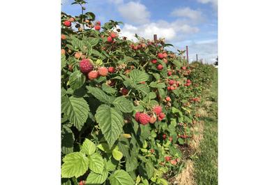 Autocueillette de framboises