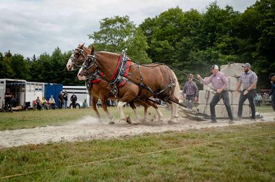 Tir de Chevaux (Club Fer à Cheval )   © A.Martin