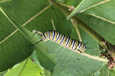 Chenille de Monarque   © Labyrinthe des insectes