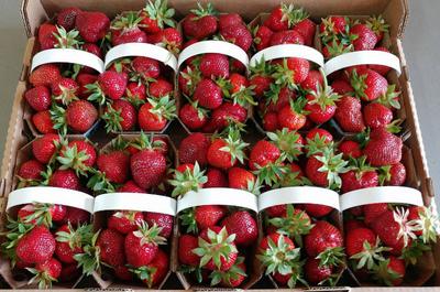 Paniers de fraises