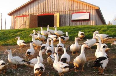 Canards à l'extérieur